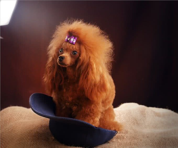 泰迪=贵宾犬?教你辨别!别再傻傻分不清