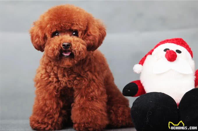 泰迪=贵宾犬?教你辨别!别再傻傻分不清