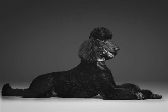 泰迪=贵宾犬?教你辨别!别再傻傻分不清