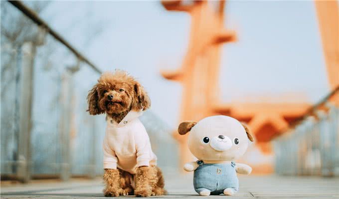 泰迪=贵宾犬?教你辨别!别再傻傻分不清