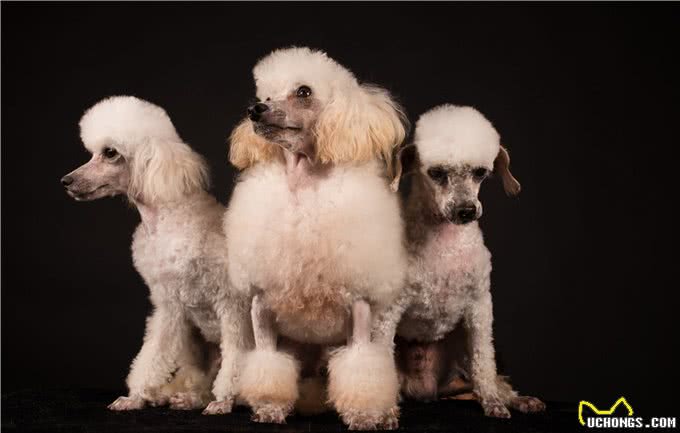 泰迪=贵宾犬?教你辨别!别再傻傻分不清