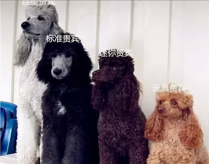 泰迪=贵宾犬?教你辨别!别再傻傻分不清