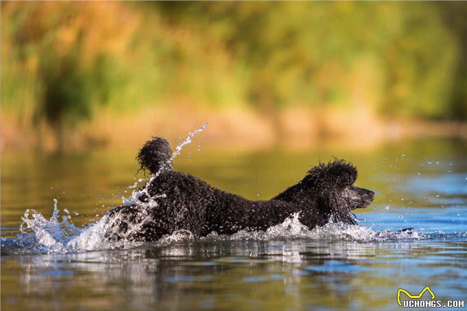 泰迪=贵宾犬?教你辨别!别再傻傻分不清