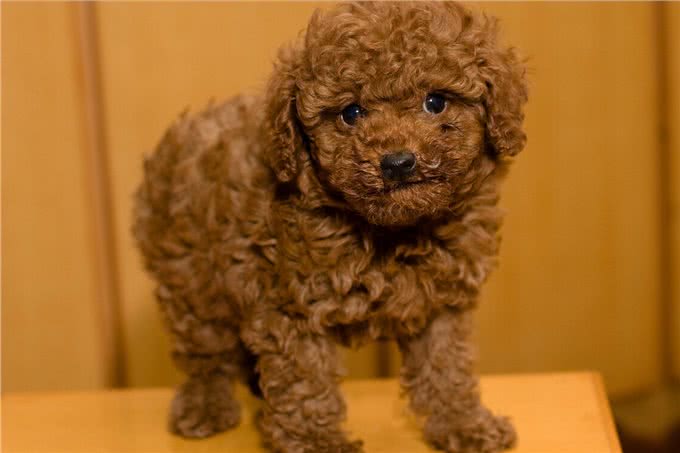 泰迪=贵宾犬?教你辨别!别再傻傻分不清