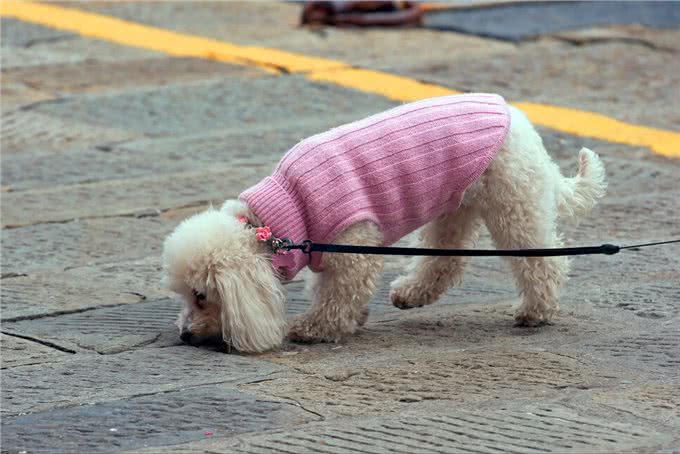 泰迪=贵宾犬?教你辨别!别再傻傻分不清