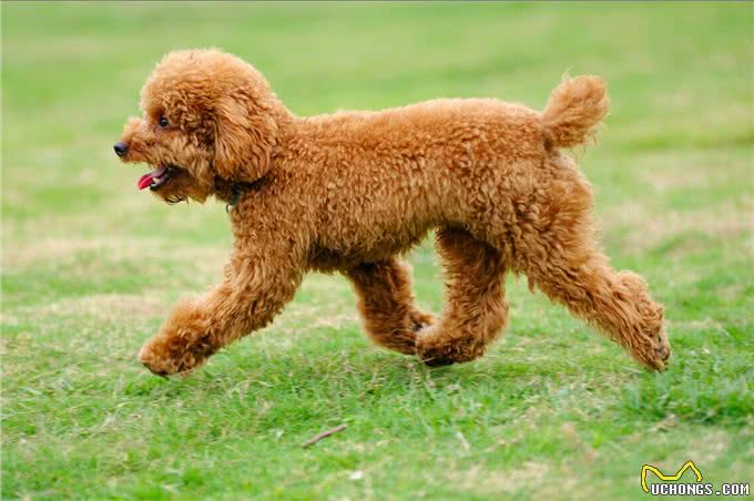 泰迪=贵宾犬?教你辨别!别再傻傻分不清