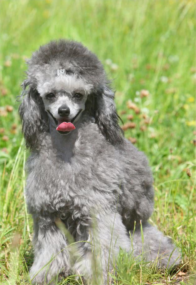 泰迪=贵宾犬?教你辨别!别再傻傻分不清