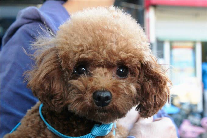 泰迪=贵宾犬?教你辨别!别再傻傻分不清