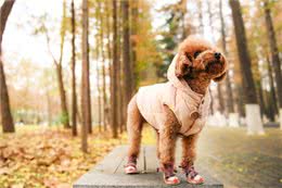 泰迪=贵宾犬?教你辨别!别再傻傻分不清