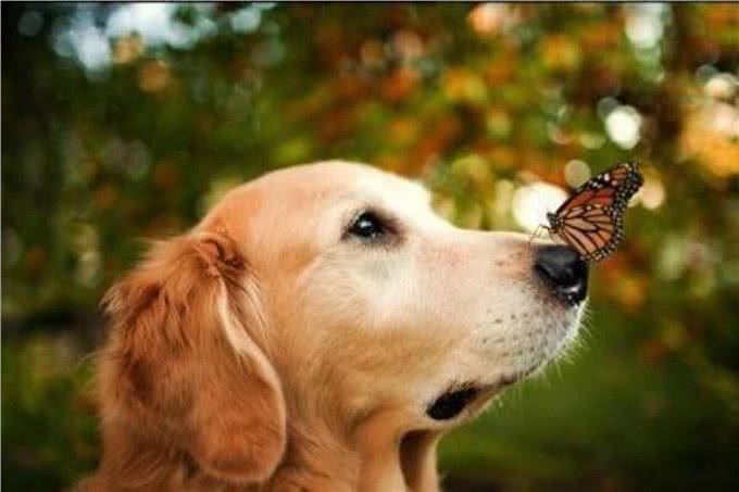 当金毛犯起2来，连哈士奇都挡不住