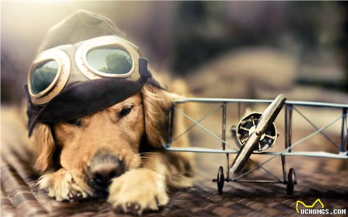 当金毛犯起2来，连哈士奇都挡不住