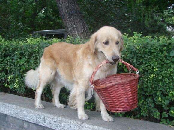 当金毛犯起2来，连哈士奇都挡不住