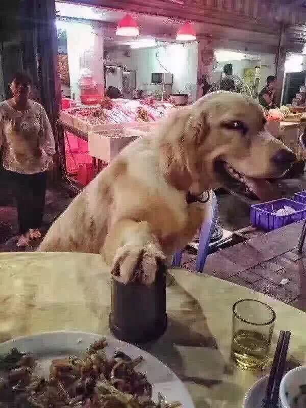 当金毛犯起2来，连哈士奇都挡不住