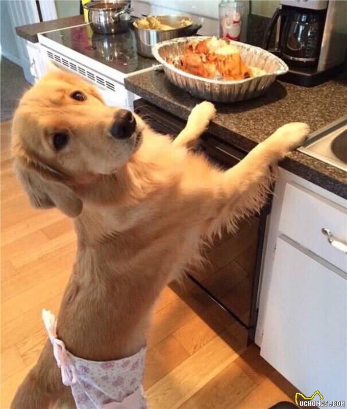 当金毛犯起2来，连哈士奇都挡不住