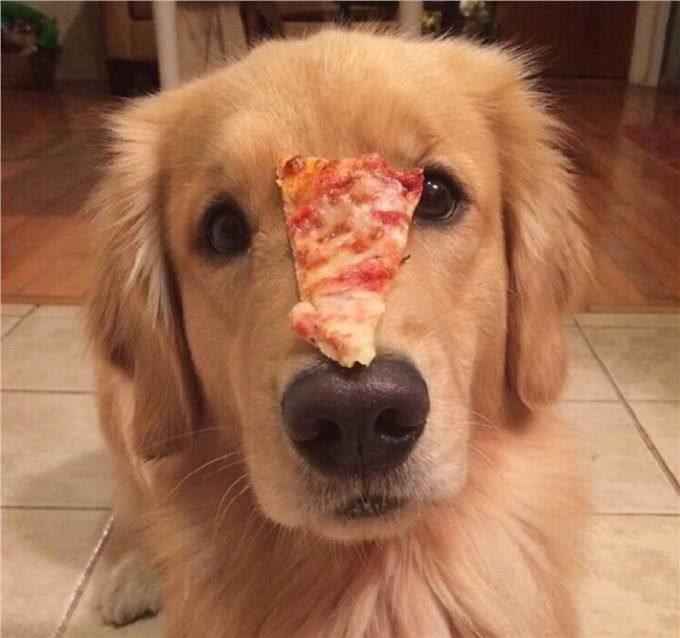 当金毛犯起2来，连哈士奇都挡不住