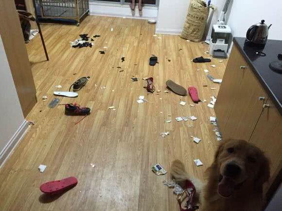 当金毛犯起2来，连哈士奇都挡不住