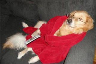 当金毛犯起2来，连哈士奇都挡不住