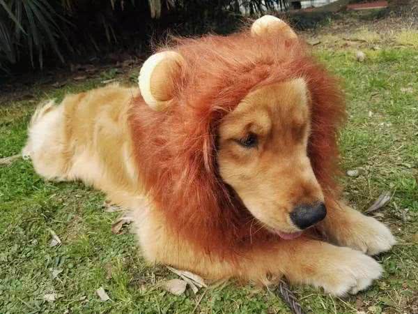 当金毛犯起2来，连哈士奇都挡不住