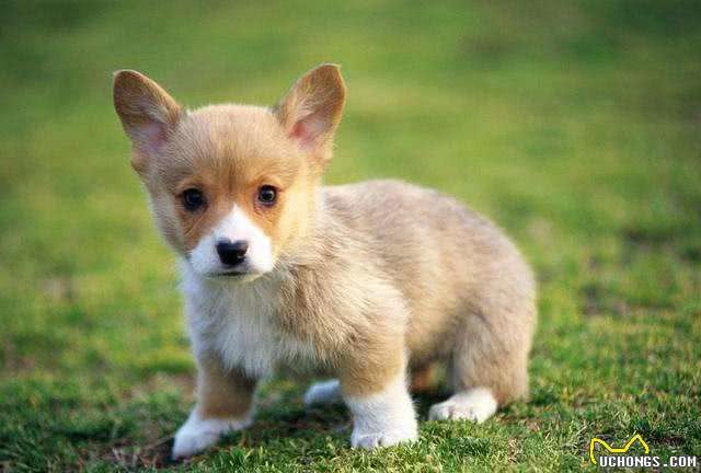 狗狗常见问题快问快答-行为环境篇