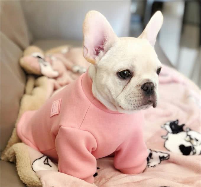 狗狗常见问题快问快答-行为环境篇