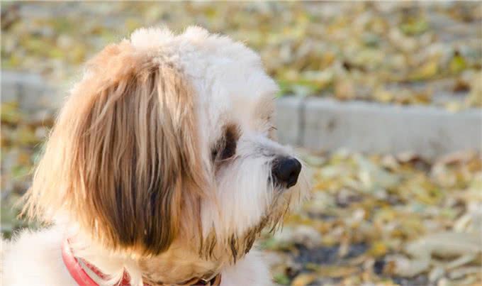 狗狗常见问题快问快答-行为环境篇