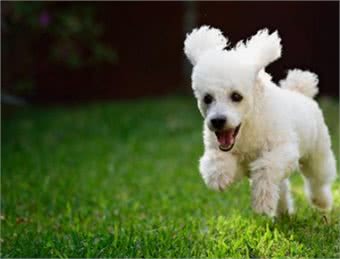 如何挑选高品质狗粮