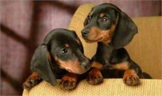 如何挑选高品质狗粮