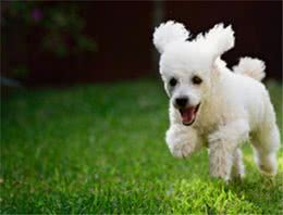 如何挑选高品质狗粮