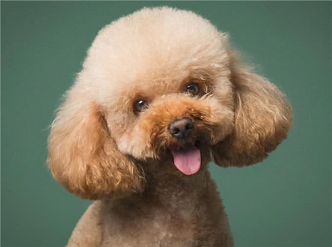 泰迪犬的6大性格类型，看看你家的是哪种?