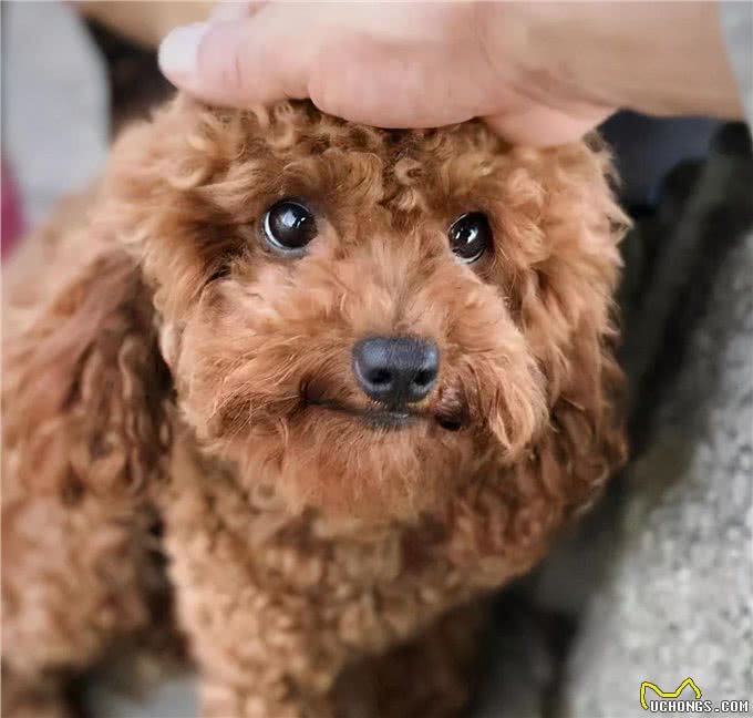 泰迪犬的6大性格类型，看看你家的是哪种?