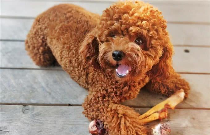 泰迪犬的6大性格类型，看看你家的是哪种?