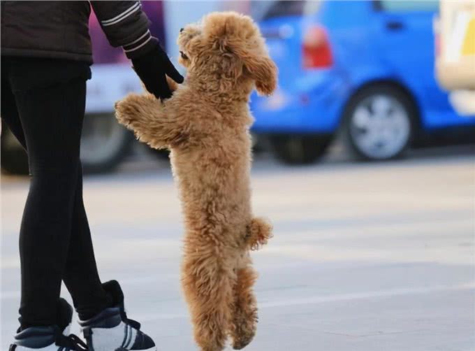 泰迪犬的6大性格类型，看看你家的是哪种?