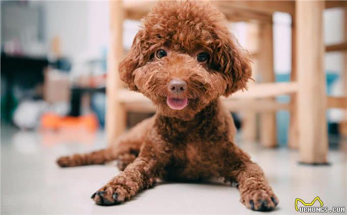 泰迪犬的6大性格类型，看看你家的是哪种?