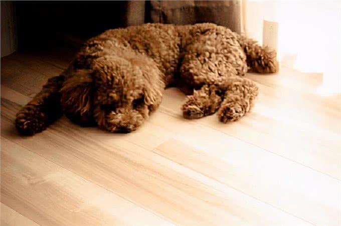 泰迪犬的6大性格类型，看看你家的是哪种?