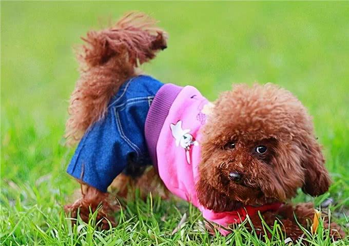 泰迪犬的6大性格类型,看看你家的是哪种?