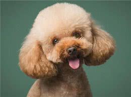 泰迪犬的6大性格类型，看看你家的是哪种?