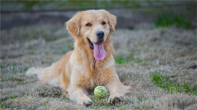 想训练狗狗坐下来，这5个小方法掌握了吗