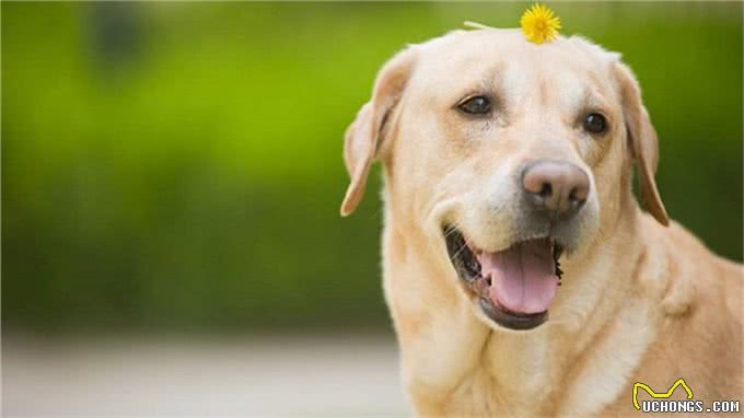 想训练狗狗坐下来，这5个小方法掌握了吗