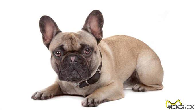 想训练狗狗坐下来，这5个小方法掌握了吗