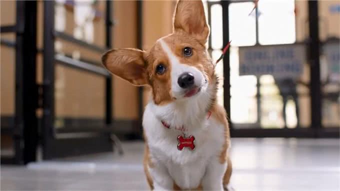 想训练狗狗坐下来，这5个小方法掌握了吗