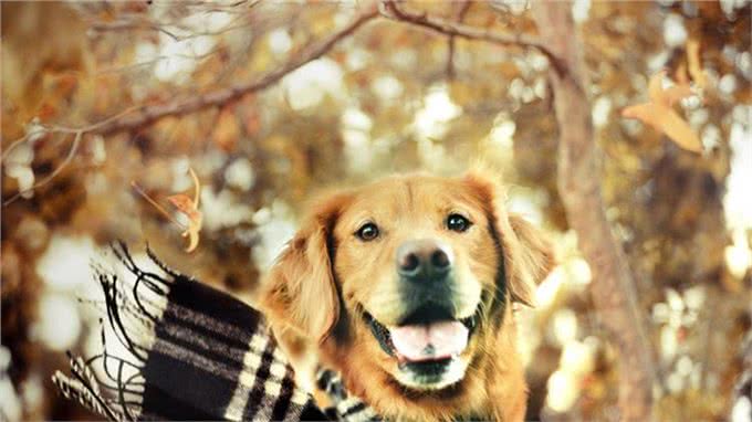 想训练狗狗坐下来，这5个小方法掌握了吗