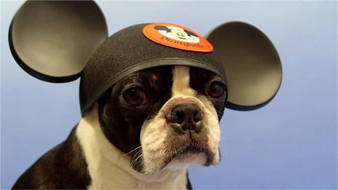 想训练狗狗坐下来，这5个小方法掌握了吗