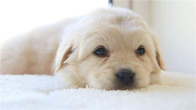 想训练狗狗坐下来，这5个小方法掌握了吗