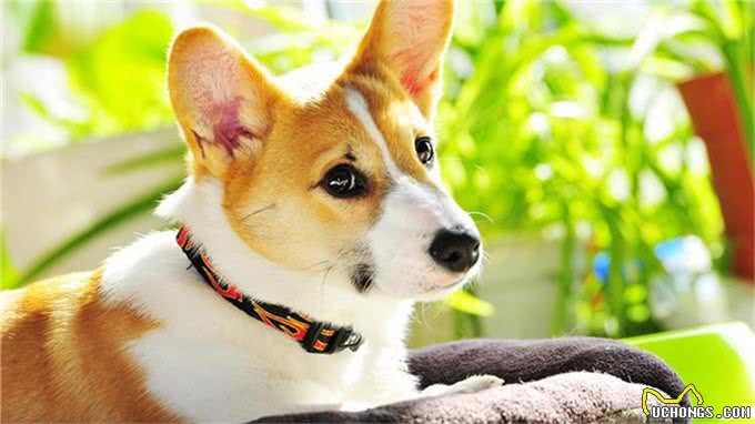 想训练狗狗坐下来，这5个小方法掌握了吗