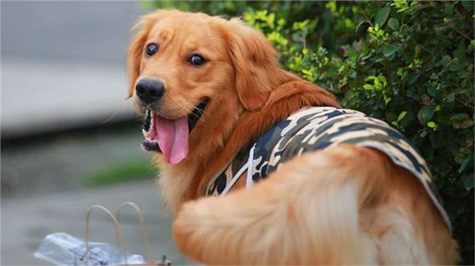 想训练狗狗坐下来，这5个小方法掌握了吗