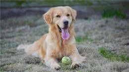 想训练狗狗坐下来，这5个小方法掌握了吗