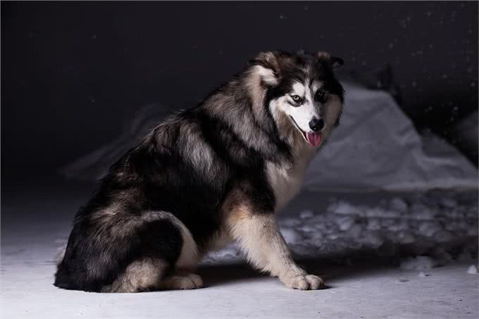 养前必看!阿拉斯加犬优缺点分析，你能接受吗?