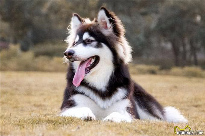 养前必看!阿拉斯加犬优缺点分析，你能接受吗?
