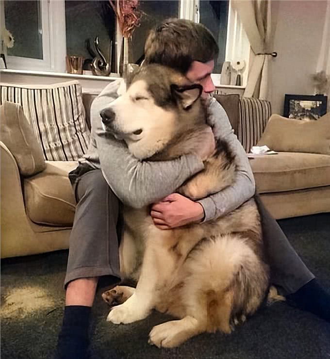 养前必看!阿拉斯加犬优缺点分析，你能接受吗?