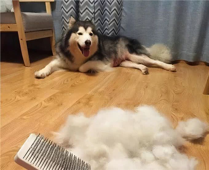 养前必看!阿拉斯加犬优缺点分析，你能接受吗?